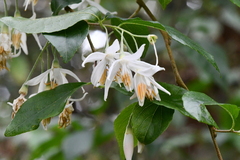 Styrax formosanus