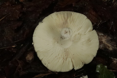 Russula virescens