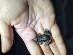 Limnonectes fujianensis