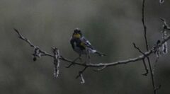 Setophaga coronata auduboni