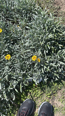 Gazania rigens