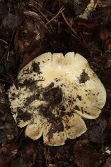 Russula delica