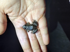 Limnonectes fujianensis