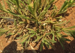 Felicia mossamedensis