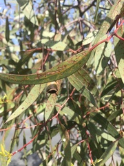 Eucalypteae