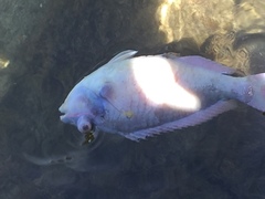 Sparisoma
