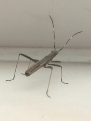 Micrelytra fossularum