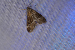 Hygraula nitens