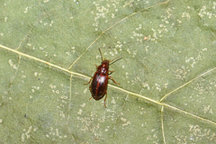 Bradycellus harpalinus