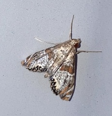 Petrophila jaliscalis
