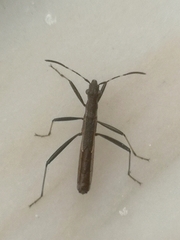 Micrelytra fossularum