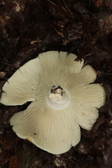 Russula delica