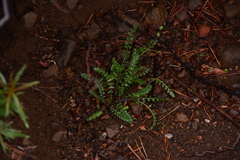 Polemonium pulcherrimum