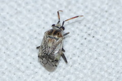 Eurystylus bellevoyei
