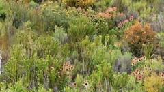 Leucadendron tinctum