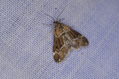 Hygraula nitens