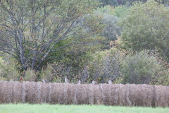 Tympanuchus phasianellus