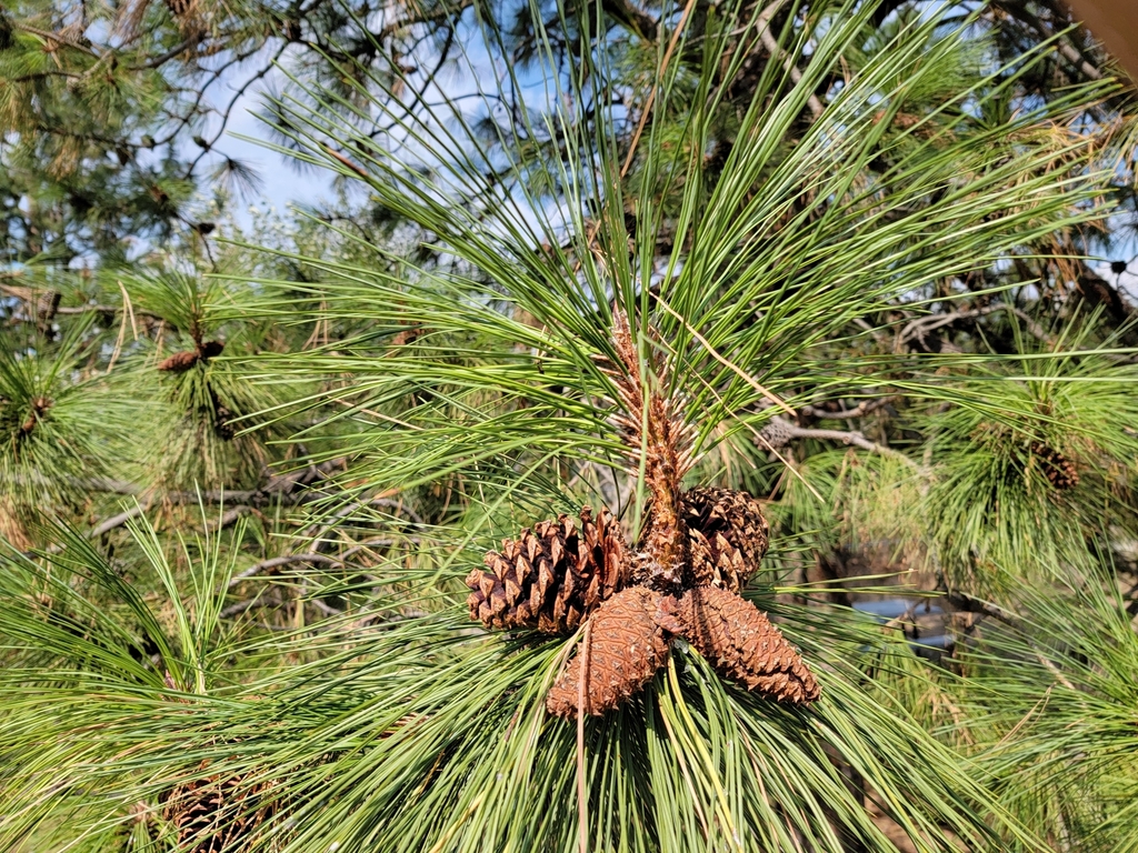 PinusPine Trees of the Yellowstone Ecosystem · iNaturalist Canada