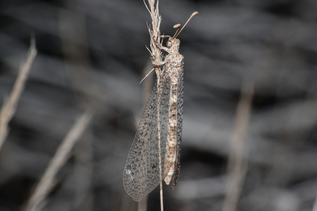 Distoleon annulatus