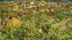 Leucadendron tinctum