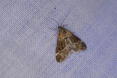 Hygraula nitens