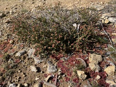 Leionema microphyllum