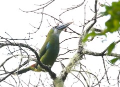 Aulacorhynchus coeruleicinctis