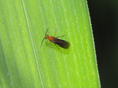 Braconidae