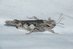 Acrotylus