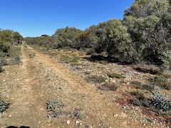 Leionema microphyllum