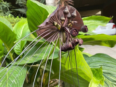 Tacca