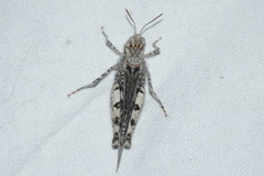 Acrotylus