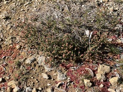 Leionema microphyllum