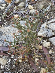 Leionema microphyllum