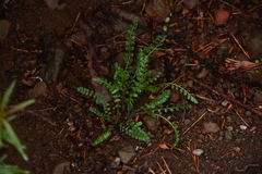 Polemonium pulcherrimum