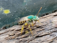 Agapostemon texanus
