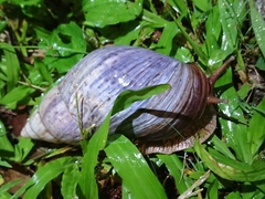 Lissachatina immaculata