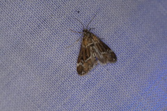 Hygraula nitens