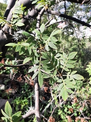 Bursera cuneata