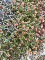 Leionema microphyllum