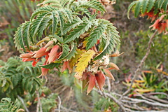 Melianthus comosus
