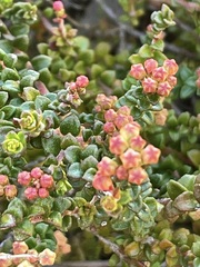 Leionema microphyllum