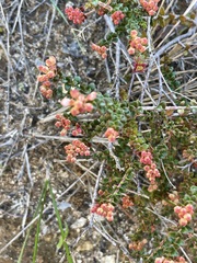Leionema microphyllum