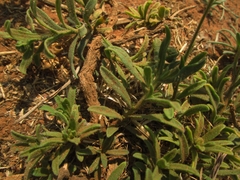 Felicia mossamedensis