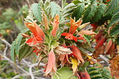 Melianthus comosus