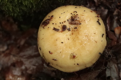 Russula ochroleuca