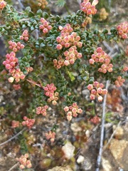 Leionema microphyllum
