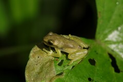 Dendropsophus columbianus