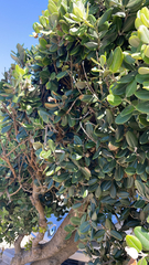 Metrosideros excelsa