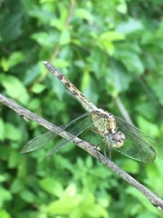 Erythrodiplax umbrata